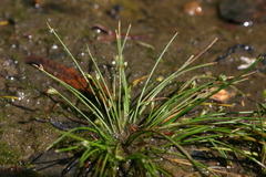 Isolepis cernua