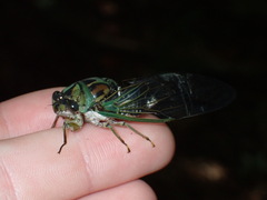 Neotibicen linnei