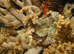 Scorpaenopsis