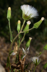 Senecio lividus