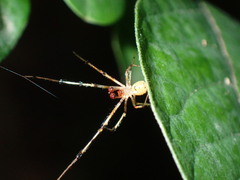 Theridiidae