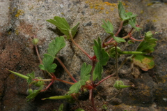 Geranium rotundifolium