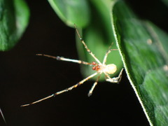 Theridiidae