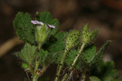 Geranium rotundifolium