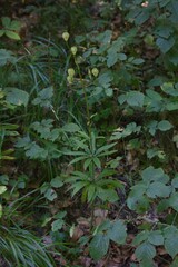 Lilium martagon