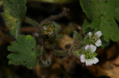 Geranium rotundifolium