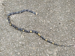 Oxyrhopus melanogenys