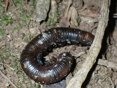 Diplopoda