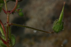 Geranium rotundifolium