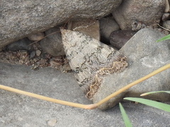Melipotini