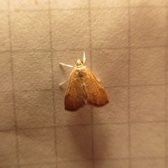 Glaphyria sesquistrialis