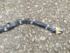 Oxyrhopus melanogenys