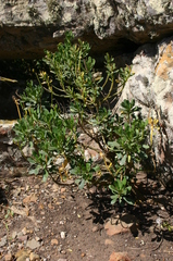 Iberis semperflorens