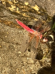 Libellula croceipennis
