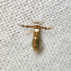 Stathmopoda triselena