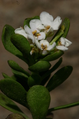 Iberis semperflorens