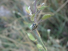 Eurydema ornata