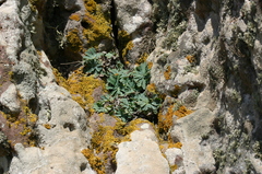 Hypochaeris laevigata