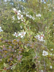 Leptospermum laevigatum
