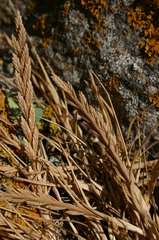 Catapodium balearicum