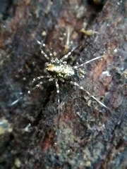 Megabunus diadema
