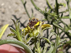 Encelia ventorum