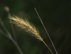 Elymus glabriflorus