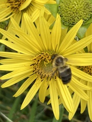 Bombus impatiens