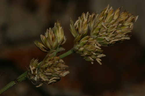 Dactylis glomerata subsp. hispanica image