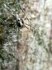 Megabunus diadema