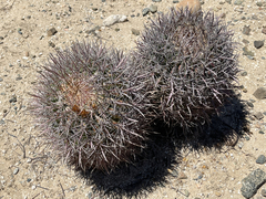 Ferocactus