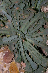 Hypochaeris laevigata