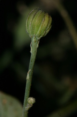 Hypochaeris laevigata