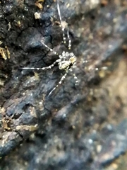Megabunus diadema