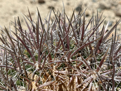 Ferocactus