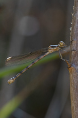 Archilestes californicus