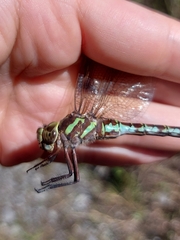 Aeshna verticalis