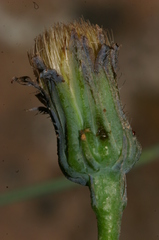 Hypochaeris laevigata