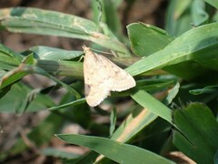 Achyra rantalis
