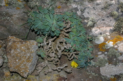 Hypochaeris laevigata