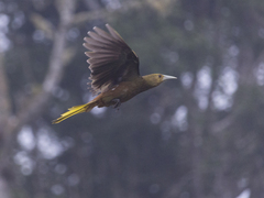 Psarocolius angustifrons