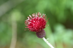 Cirsium pringlei