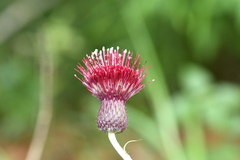 Cirsium pringlei