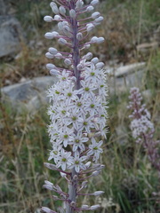 Drimia maritima