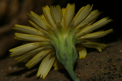 Hypochaeris laevigata