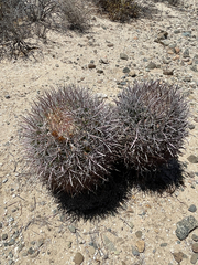 Ferocactus chrysacanthus