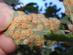 Neuroterus quercusbaccarum