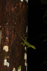 Anolis punctatus