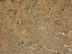 Cicindelinae