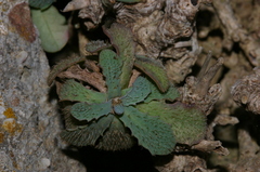 Hypochaeris laevigata